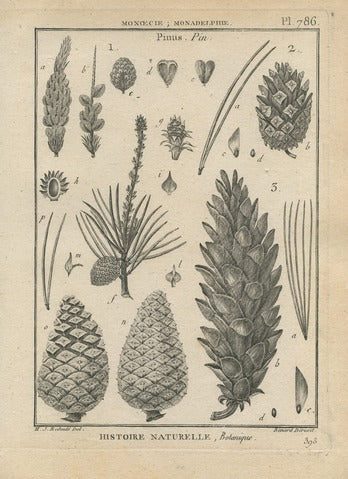 Pinus, Pl. 786 — Encyclopédie Méthodique