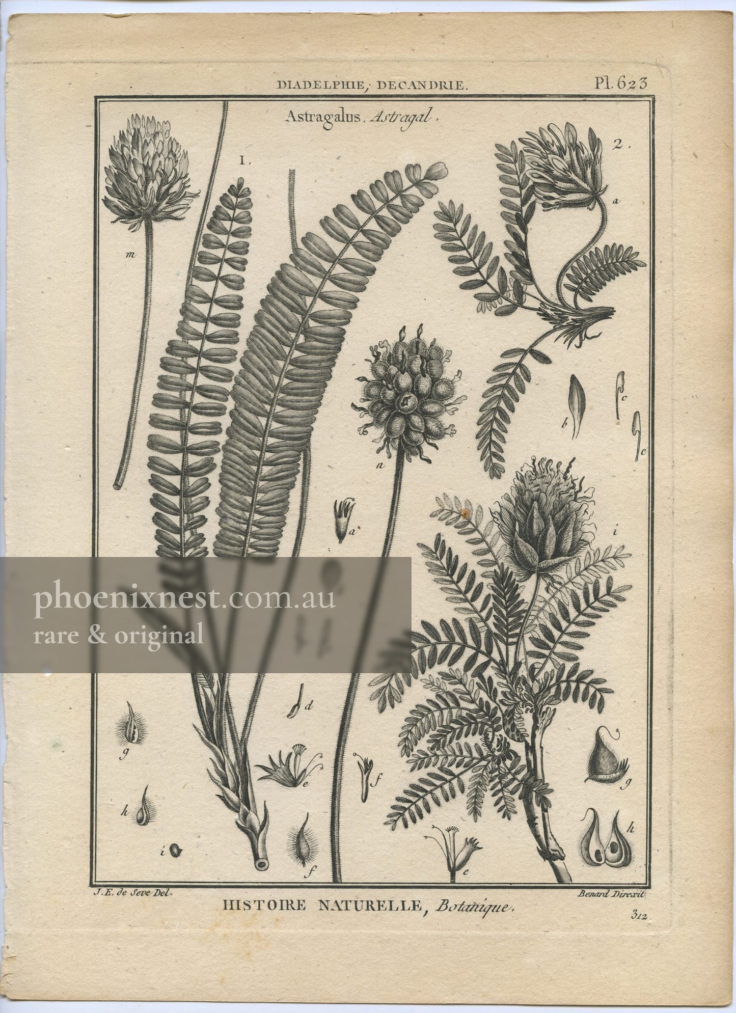 Astragalus, Pl. 623 — Encyclopédie Méthodique
