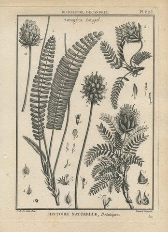 Astragalus, Pl. 623 — Encyclopédie Méthodique