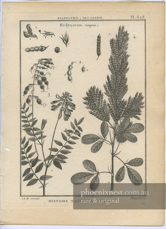 Hedysarum, Pl. 628 — Encyclopédie Méthodique