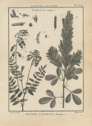 Hedysarum, Pl. 628 — Encyclopédie Méthodique