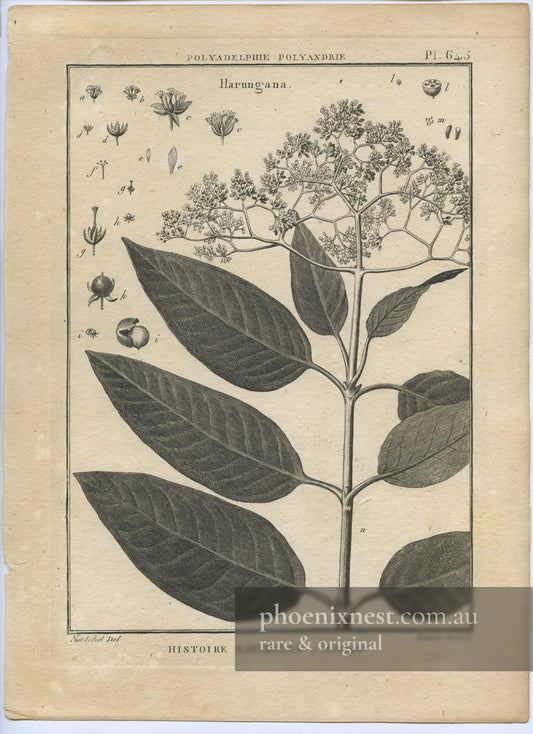 Harungana, Pl. 645 — Encyclopédie Méthodique