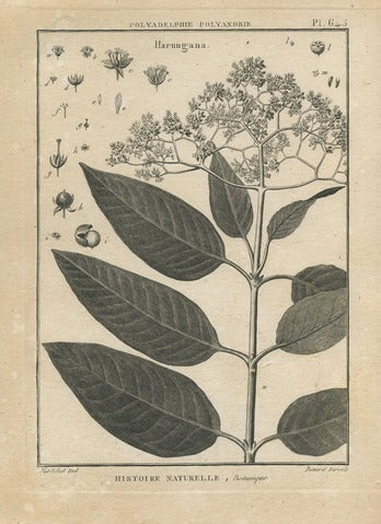 Harungana, Pl. 645 — Encyclopédie Méthodique