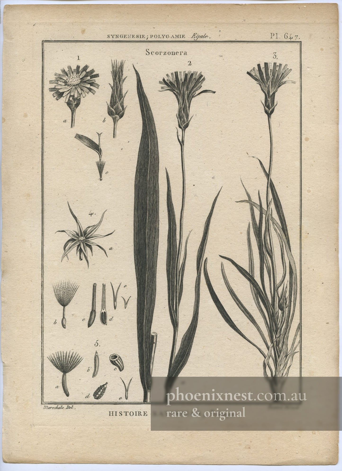 Scorzonera, Pl. 647 — Encyclopédie Méthodique