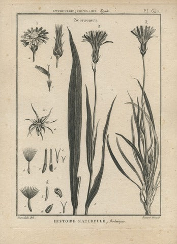 Scorzonera, Pl. 647 — Encyclopédie Méthodique