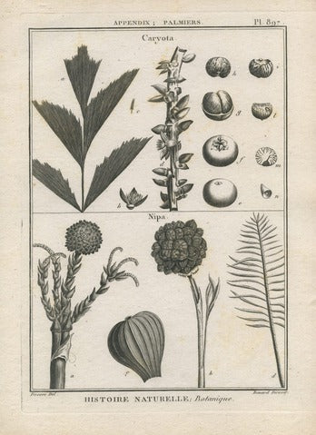 Caryota and Nipa, Pl. 897 — Encyclopédie Méthodique
