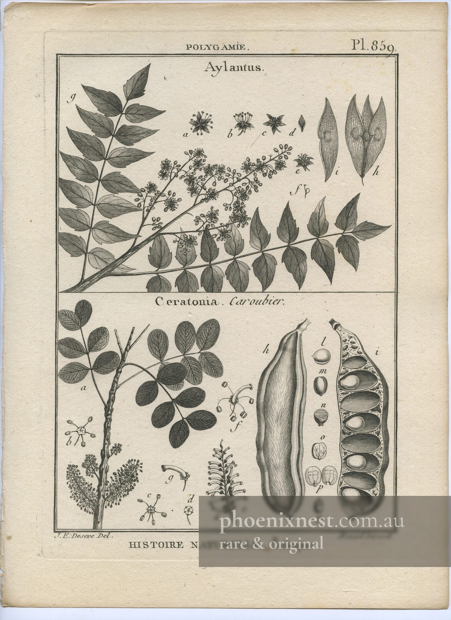 Ailanthus and Ceratonia, Pl. 859 — Encyclopédie Méthodique