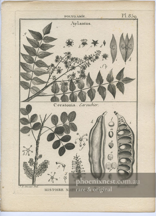 Ailanthus and Ceratonia, Pl. 859 — Encyclopédie Méthodique