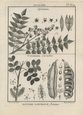 Ailanthus and Ceratonia, Pl. 859 — Encyclopédie Méthodique