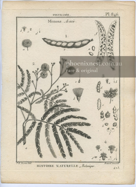 Mimosa and Acacia, Pl. 846 — Encyclopédie Méthodique