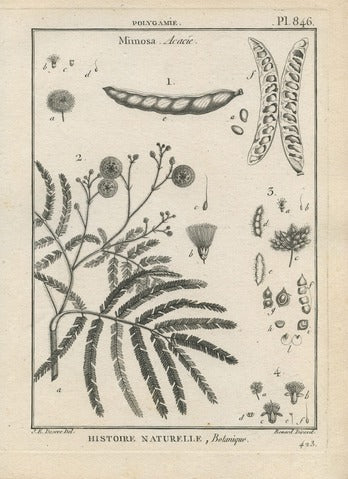 Mimosa and Acacia, Pl. 846 — Encyclopédie Méthodique