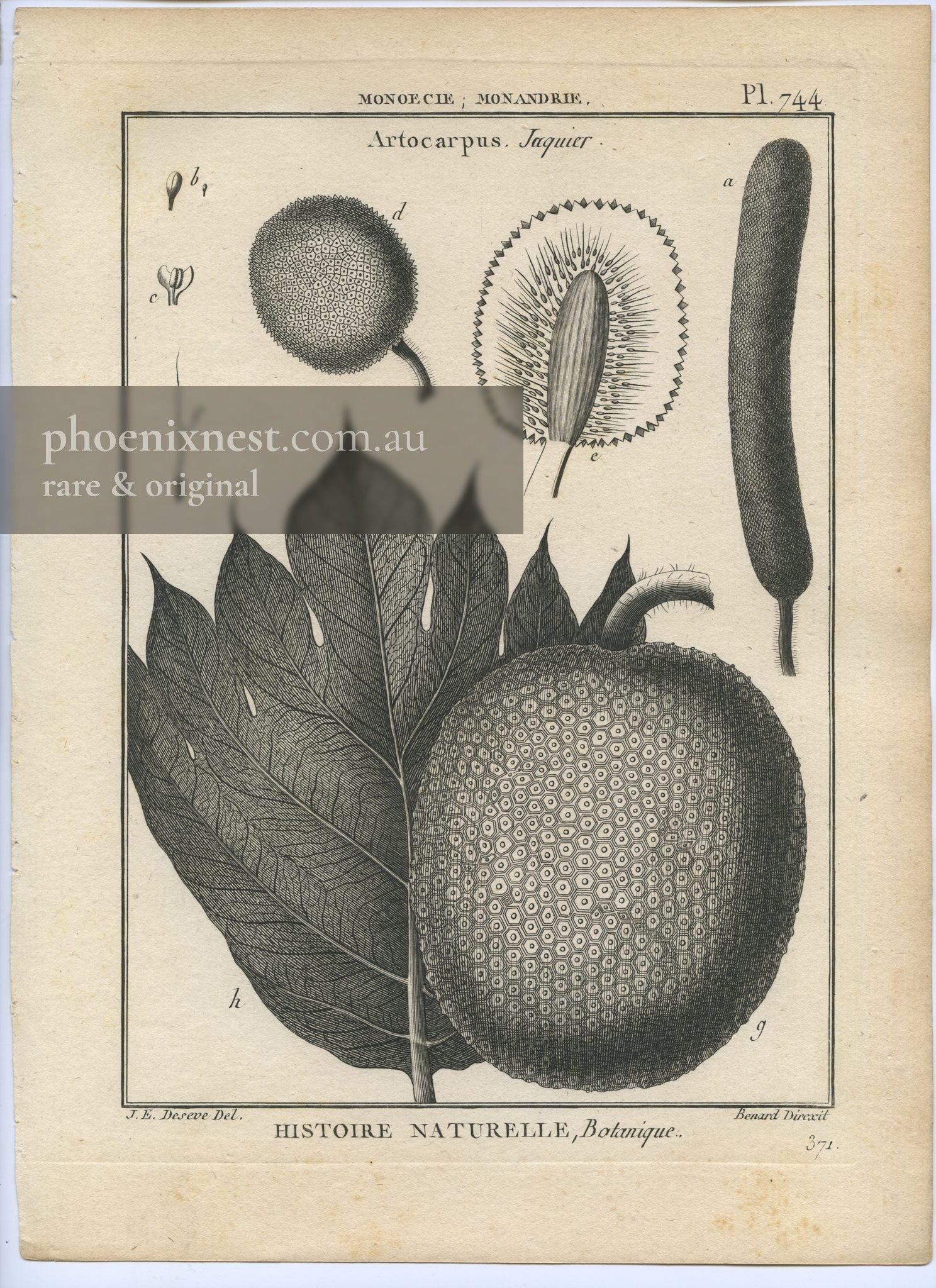 Artocarpus (Jaquier), Pl. 744 — Encyclopédie Méthodique