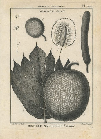 Artocarpus (Jaquier), Pl. 744 — Encyclopédie Méthodique