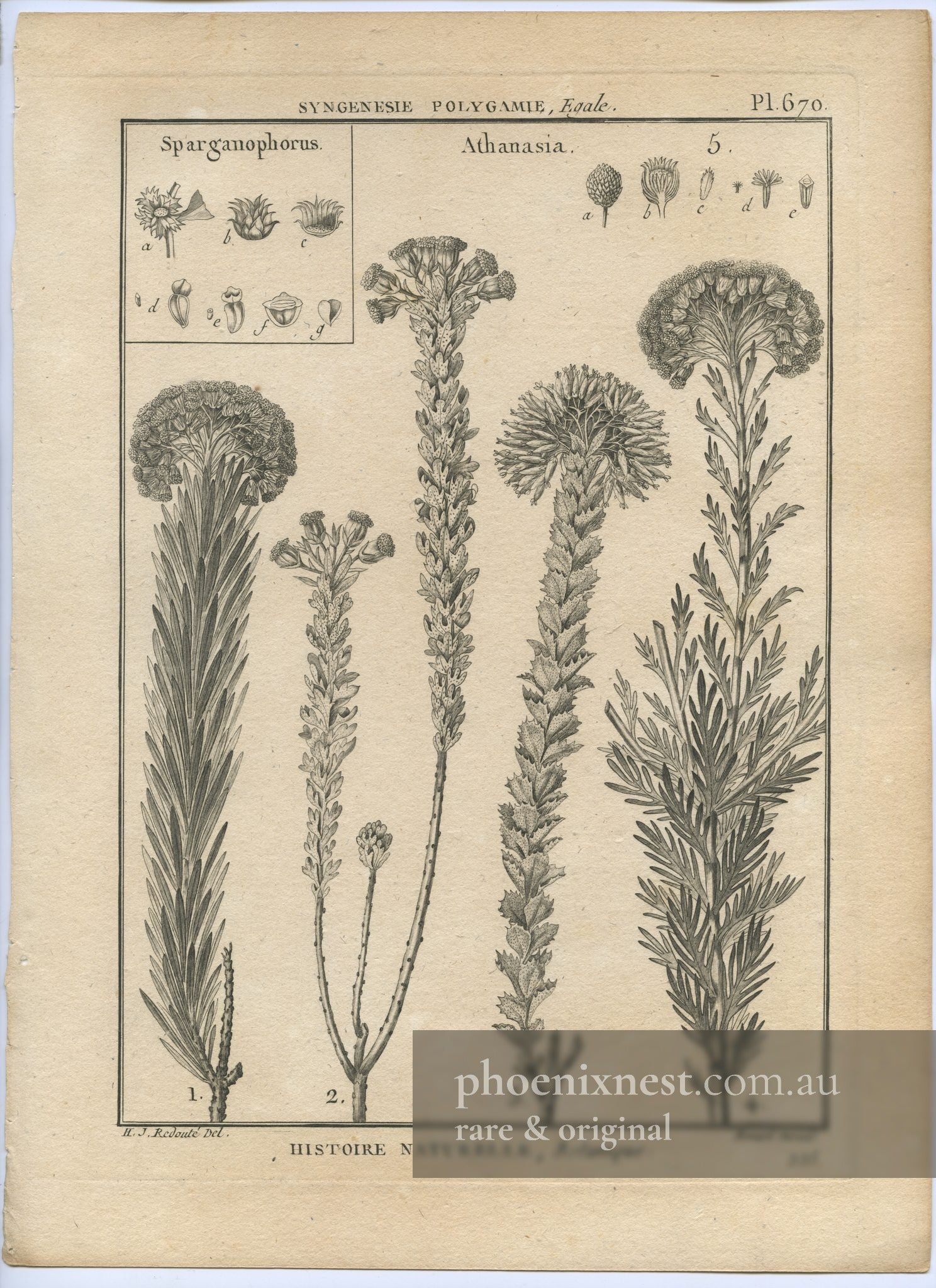 Sparganophorus and Athanasia, Pl. 670 — Encyclopédie Méthodique