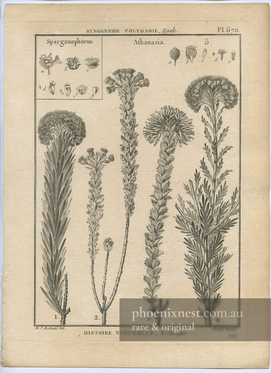 Sparganophorus and Athanasia, Pl. 670 — Encyclopédie Méthodique