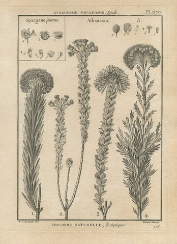 Sparganophorus and Athanasia, Pl. 670 — Encyclopédie Méthodique