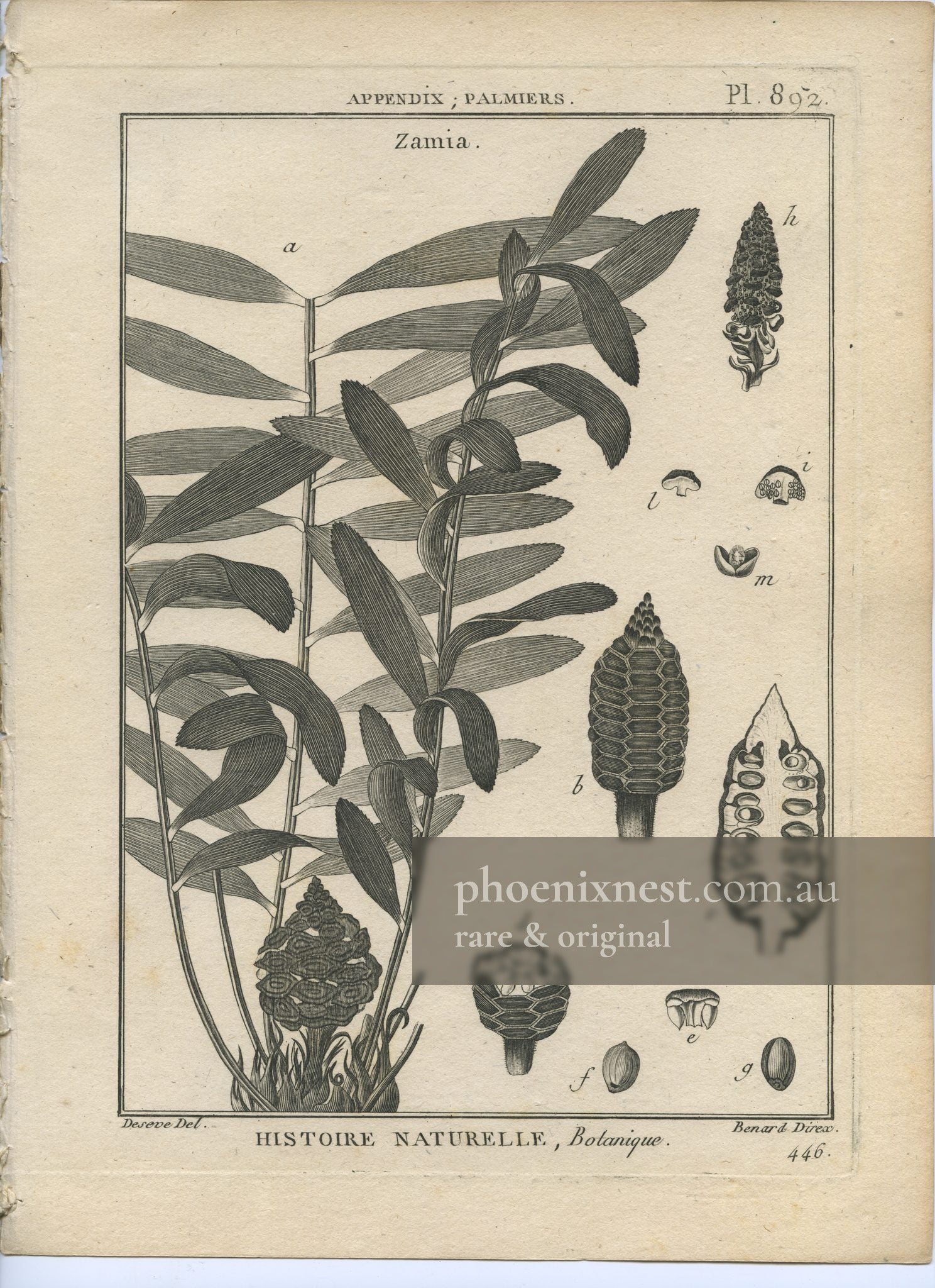 Zamia, Pl. 802 — Encyclopédie Méthodique