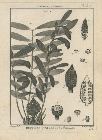 Zamia, Pl. 802 — Encyclopédie Méthodique