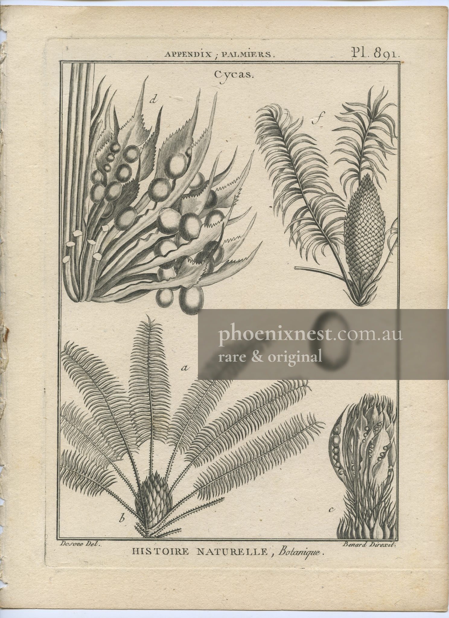 Cycas, Pl. 891 — Encyclopédie Méthodique