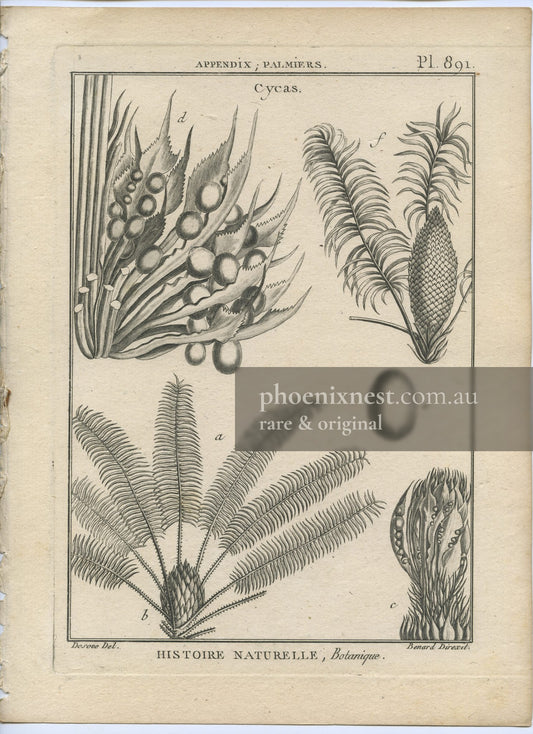 Cycas, Pl. 891 — Encyclopédie Méthodique