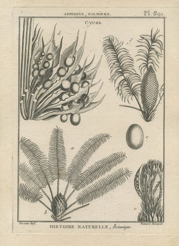 Cycas, Pl. 891 — Encyclopédie Méthodique