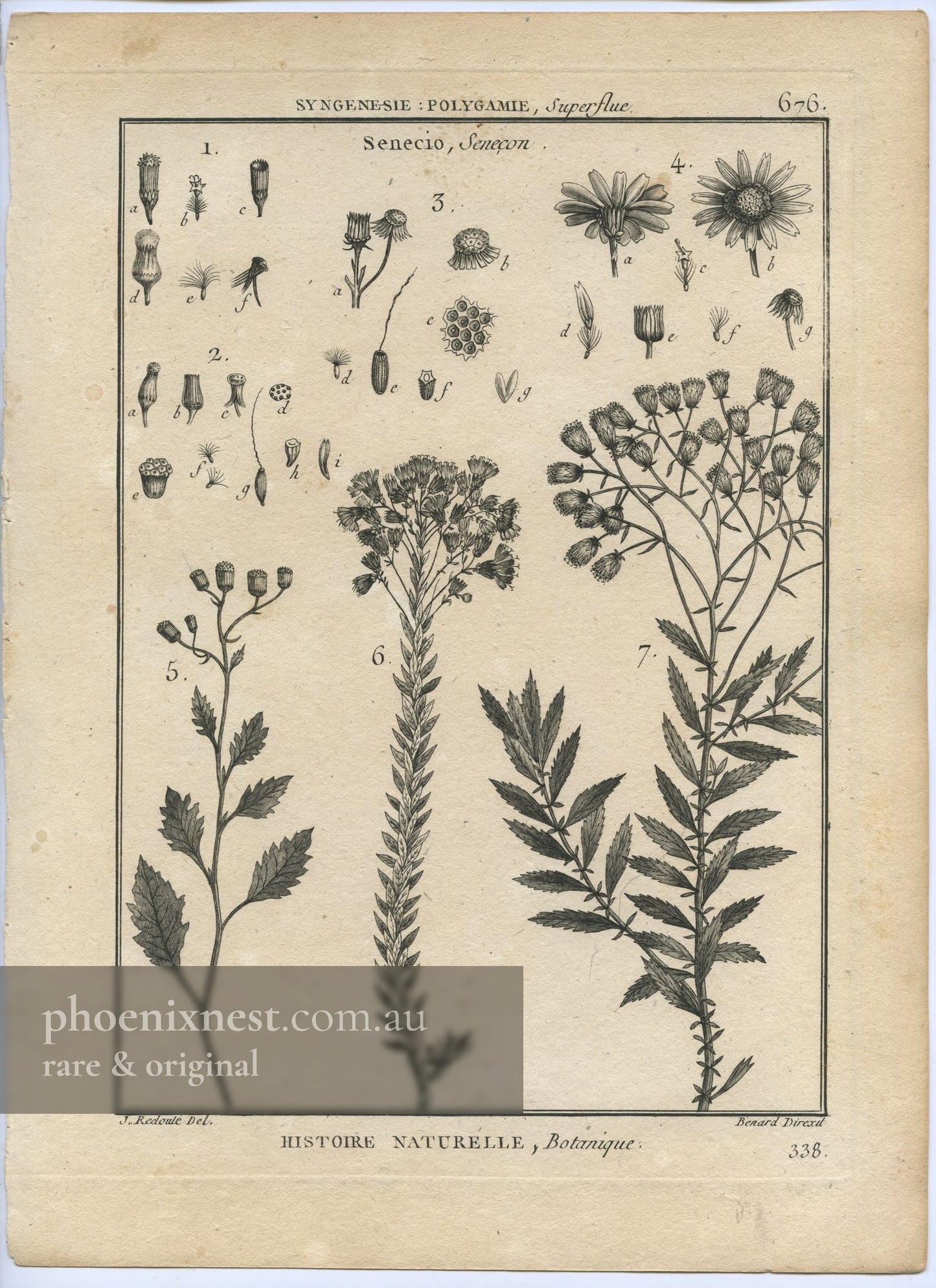 Senecio, Pl. 338 — Encyclopédie Méthodique
