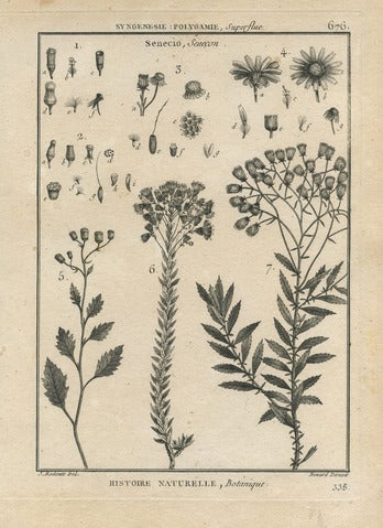 Senecio, Pl. 338 — Encyclopédie Méthodique