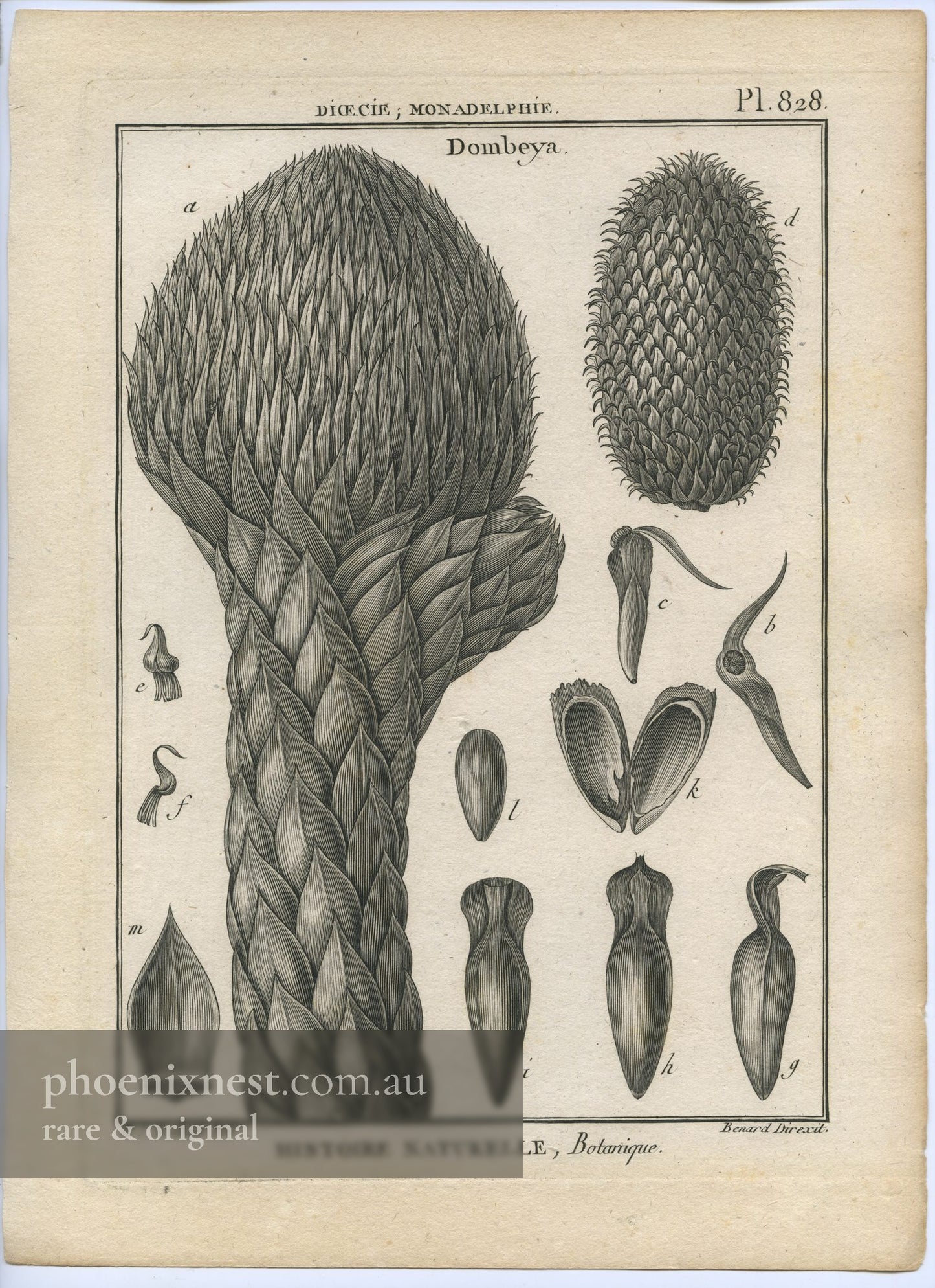 Dombeya, Pl. 828 — Encyclopédie Méthodique