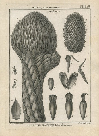 Dombeya, Pl. 828 — Encyclopédie Méthodique