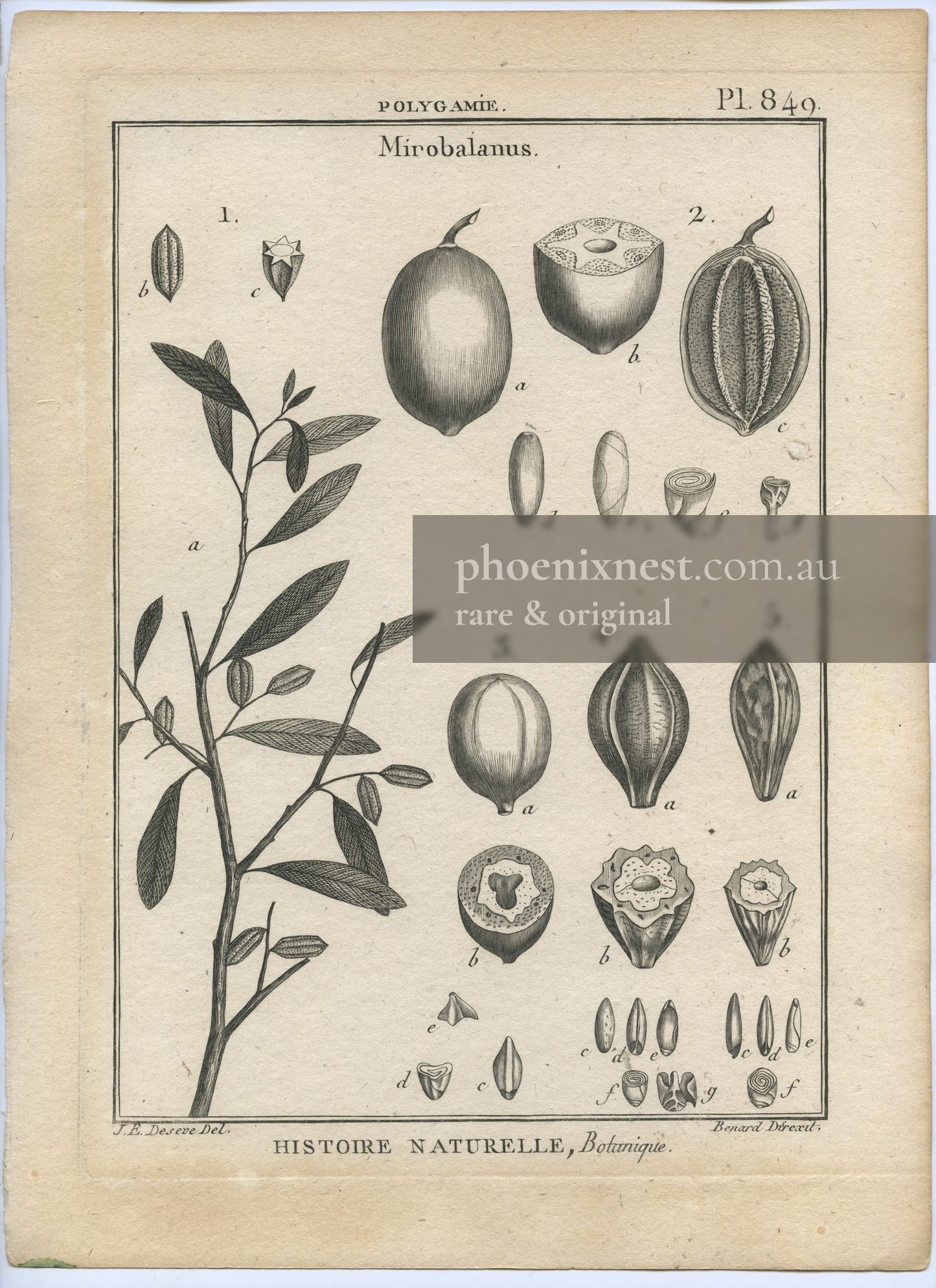 Mirobalanus, Pl. 849 — Encyclopédie Méthodique