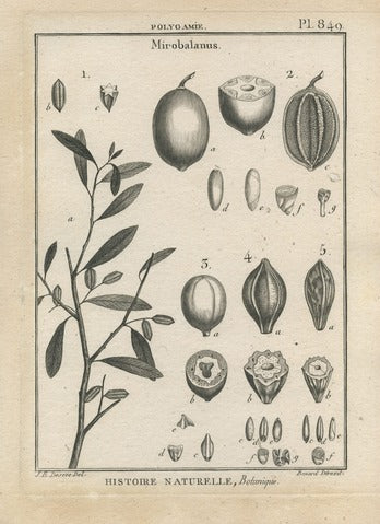 Mirobalanus, Pl. 849 — Encyclopédie Méthodique
