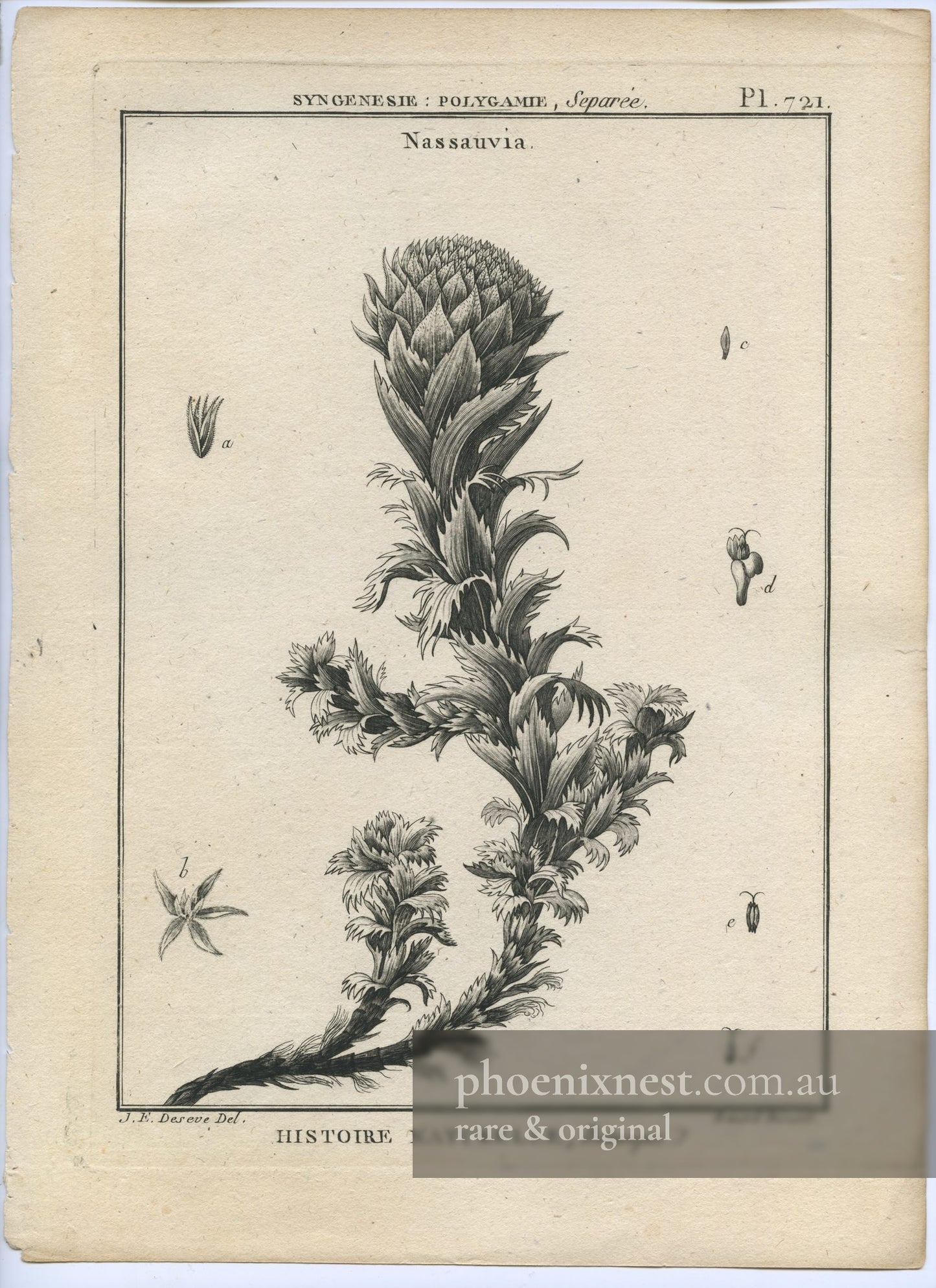 Nassauvia, Pl. 721 — Encyclopédie Méthodique