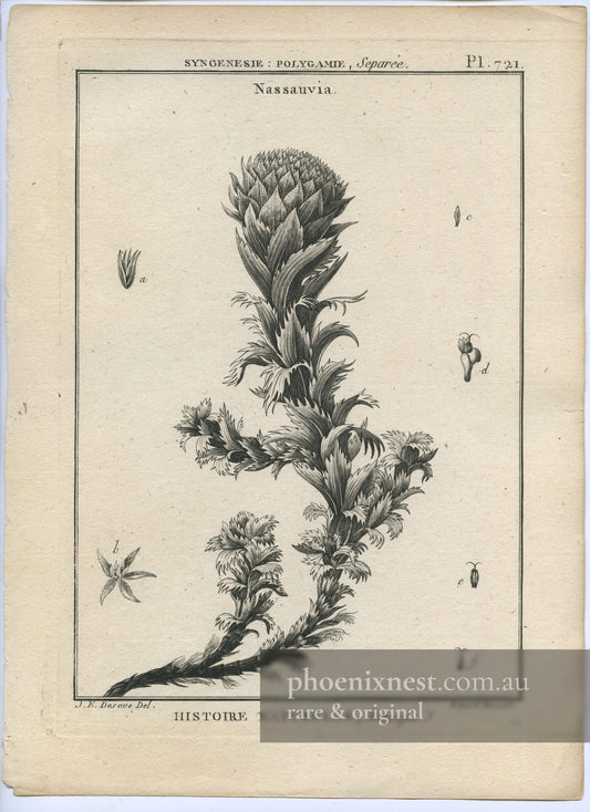 Nassauvia, Pl. 721 — Encyclopédie Méthodique