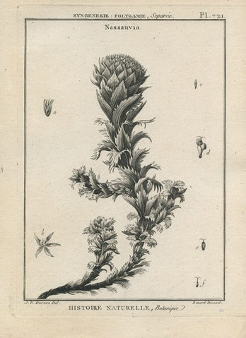 Nassauvia, Pl. 721 — Encyclopédie Méthodique