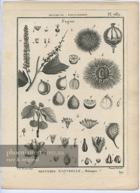 Fagus, Pl. 782 — Encyclopédie Méthodique