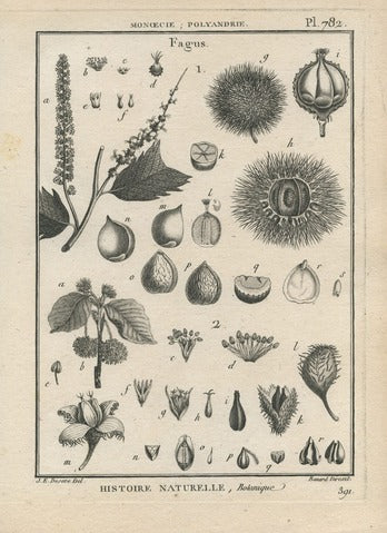 Fagus, Pl. 782 — Encyclopédie Méthodique