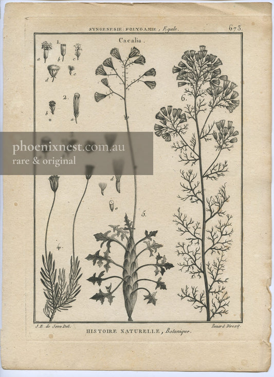 Cacalia, Pl. 673 — Encyclopédie Méthodique
