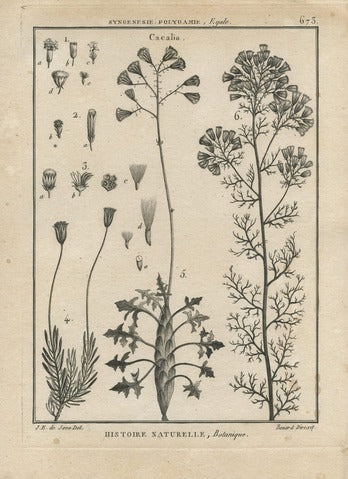 Cacalia, Pl. 673 — Encyclopédie Méthodique