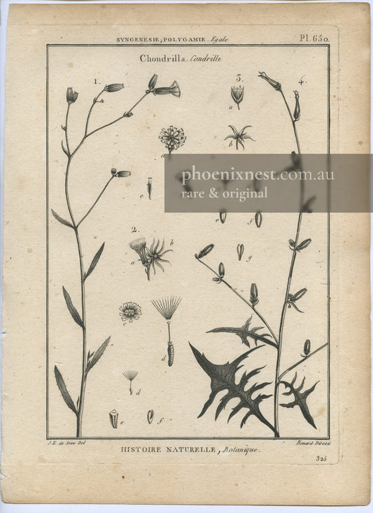 Chondrilla, Pl. 650 — Encyclopédie Méthodique