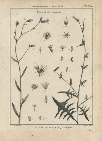 Chondrilla, Pl. 650 — Encyclopédie Méthodique
