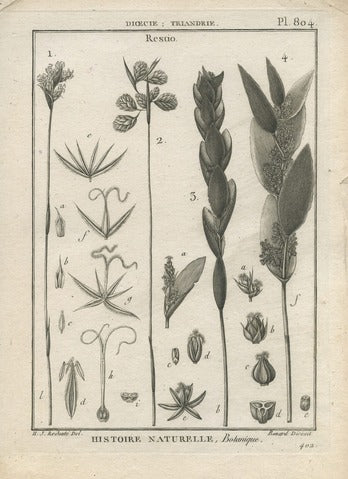 Restio, Pl. 804 — Encyclopédie Méthodique