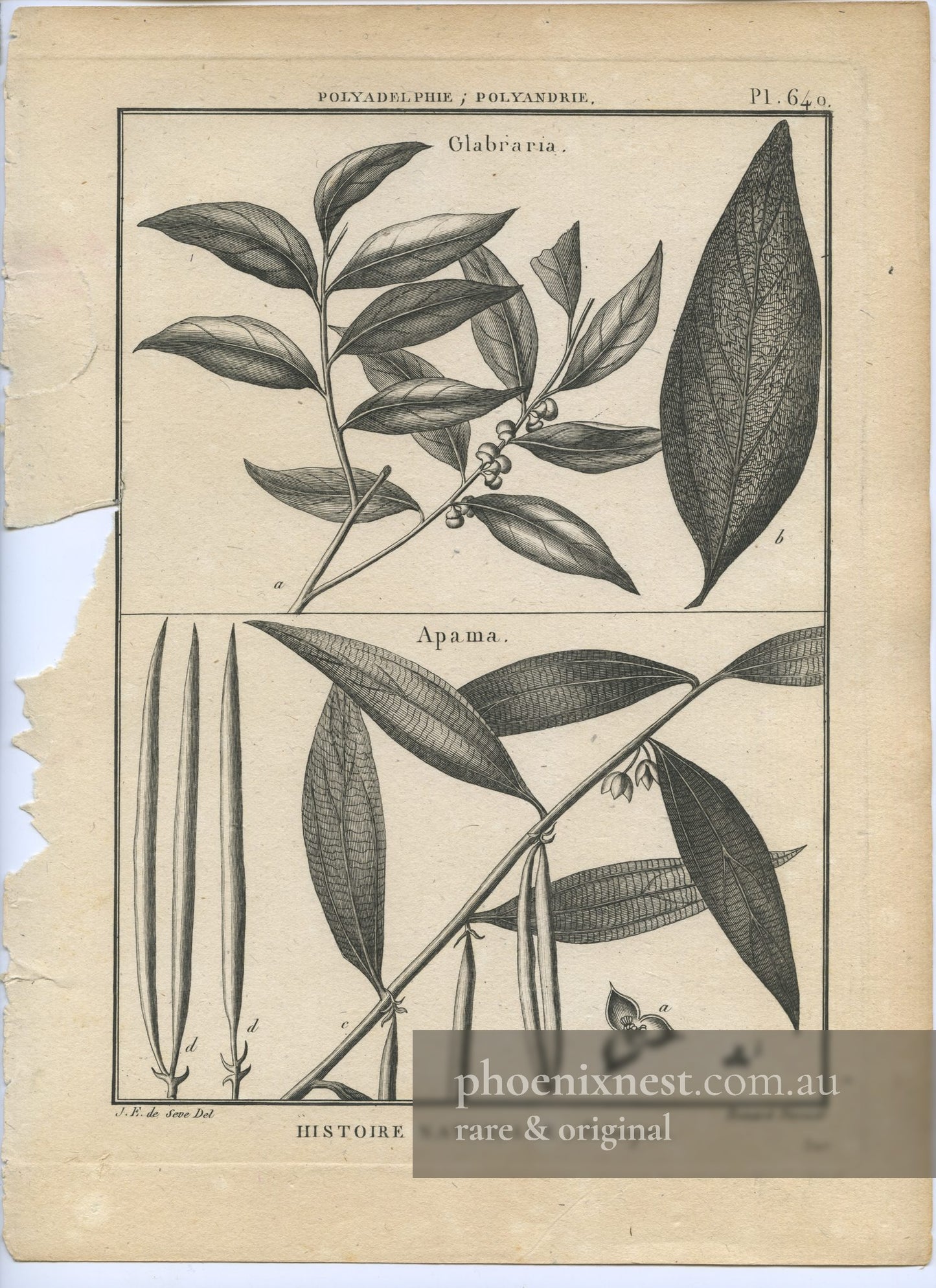 Glabraria and Apama, Pl. 640 — Encyclopédie Méthodique