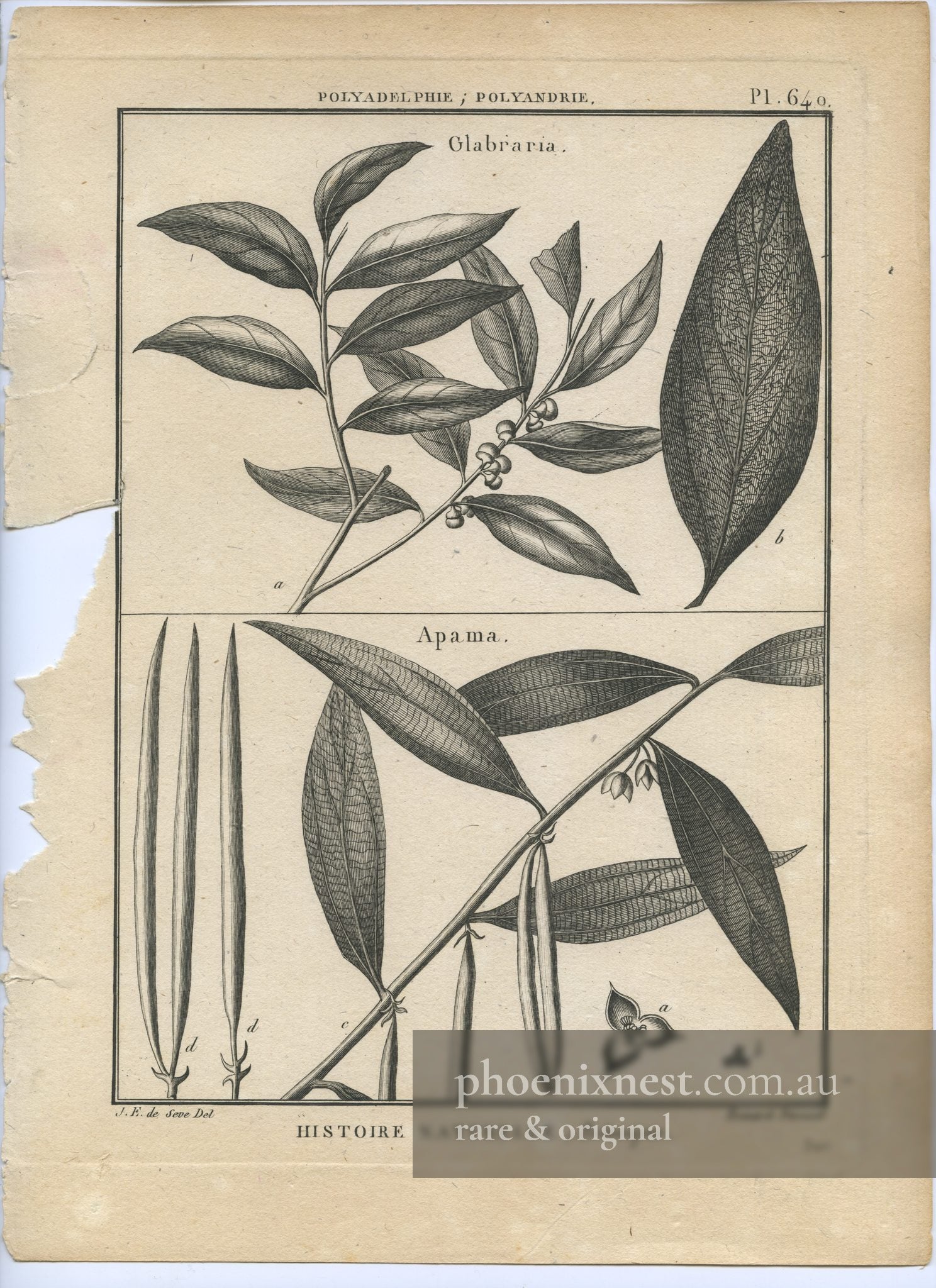 Glabraria and Apama, Pl. 640 — Encyclopédie Méthodique