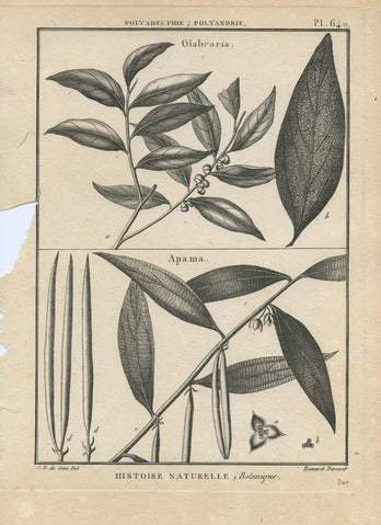 Glabraria and Apama, Pl. 640 — Encyclopédie Méthodique