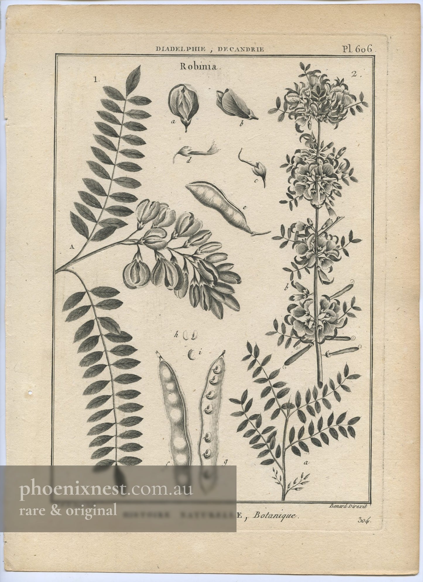 Robinia, Pl. 606 — Encyclopédie Méthodique