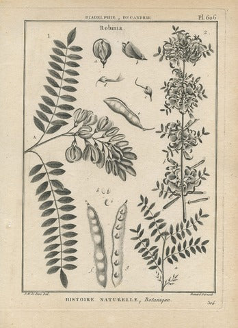 Robinia, Pl. 606 — Encyclopédie Méthodique