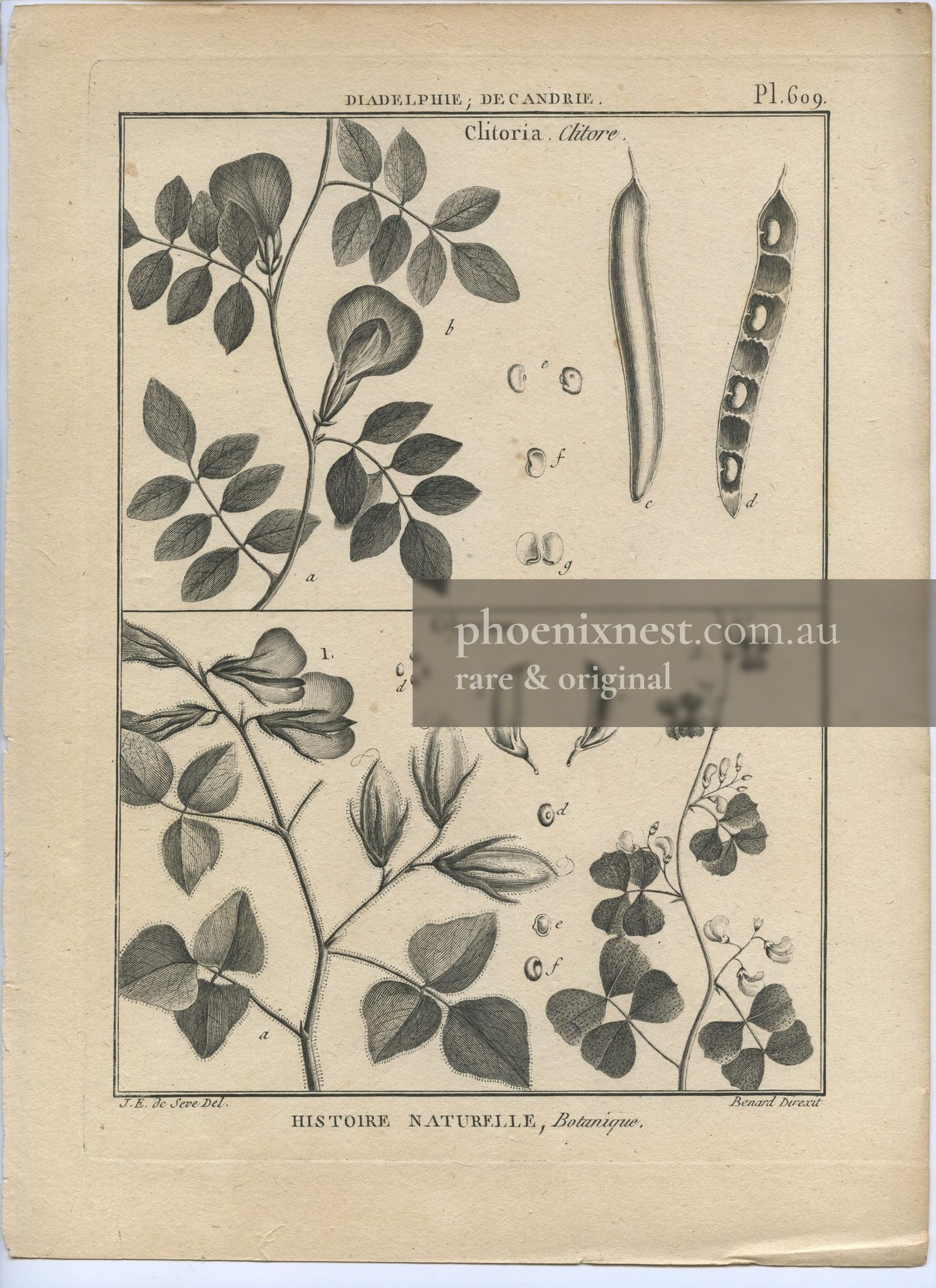 Clitoria and Glycine, Pl. 609 — Encyclopédie Méthodique