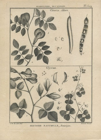 Clitoria and Glycine, Pl. 609 — Encyclopédie Méthodique
