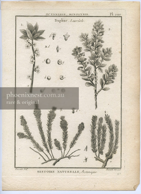 Daphne, Pl. 290 — Encyclopédie Méthodique