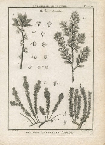 Daphne, Pl. 290 — Encyclopédie Méthodique